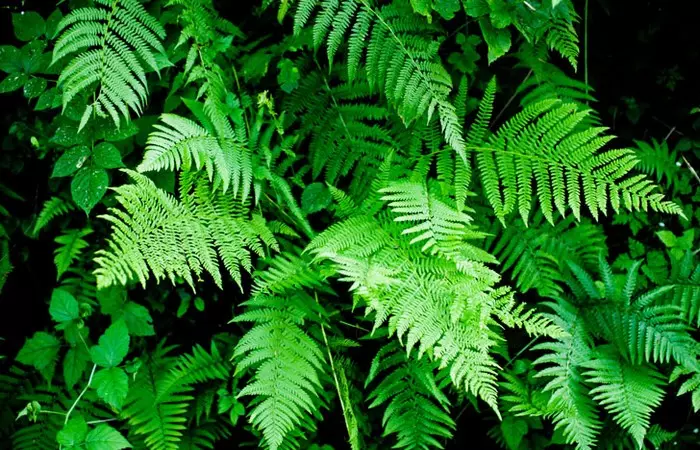 Растения которые нас кормят одевают лечат — изображение 12