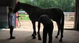 Случка лошадей крупным планом — изображение 8
