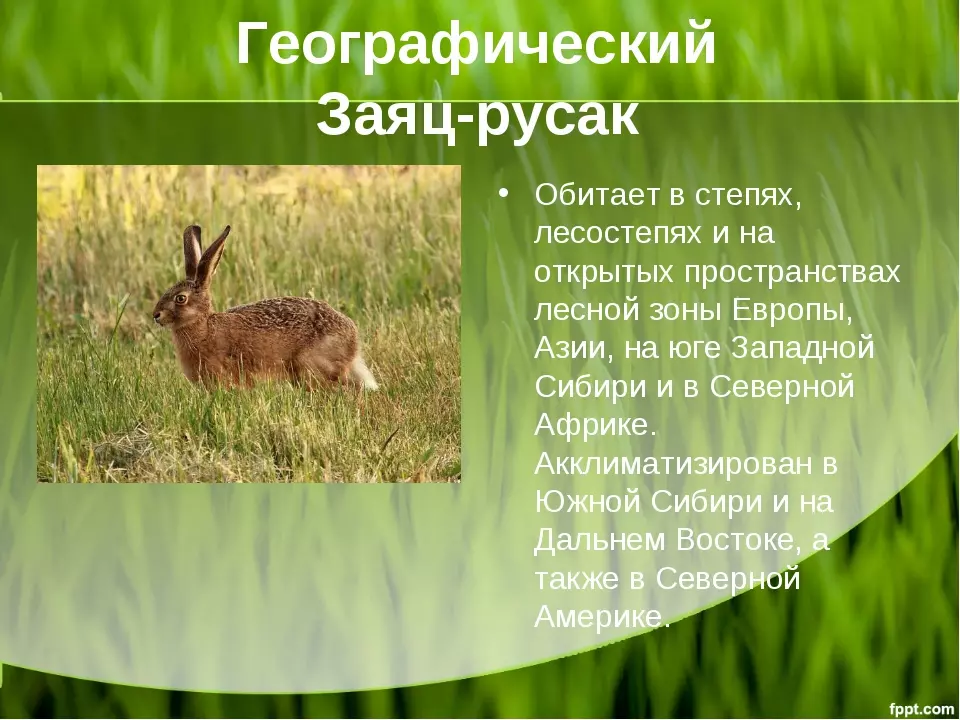 Заяц беляк и заяц русак критерии вида — изображение 8