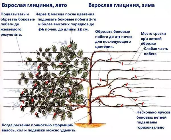 Глициния уход и выращивание в башкирии — изображение 5