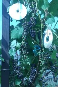 Виноград хасанский сладкий описание сорта фото отзывы — изображение 10
