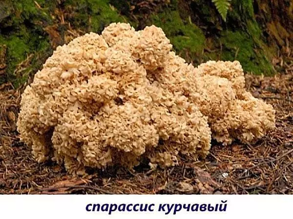 Редкие съедобные грибы фото и названия — изображение 10