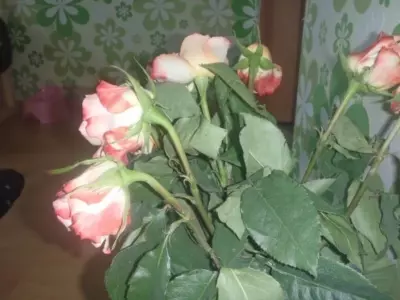 Как оживить кустовую розу — изображение 6