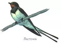 Синицы улетают на зиму в теплые края — изображение 7