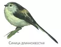Синицы улетают на зиму в теплые края — изображение 23