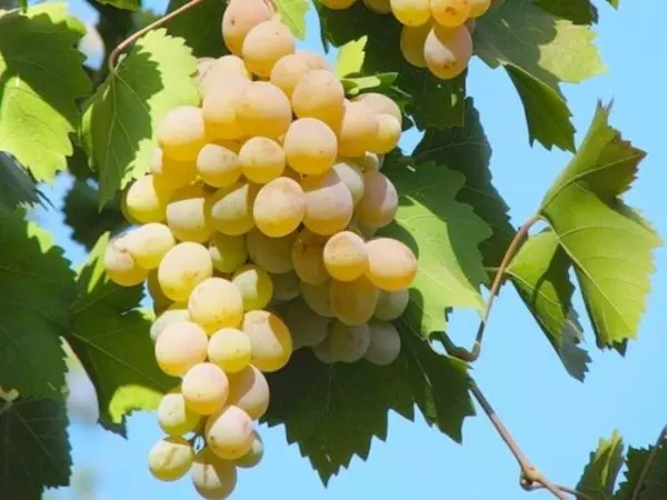 Самый сладкий сорт винограда для вина — изображение 2