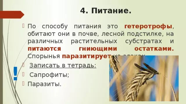 Отдел аскомикота или сумчатые грибы 7 класс — изображение 33