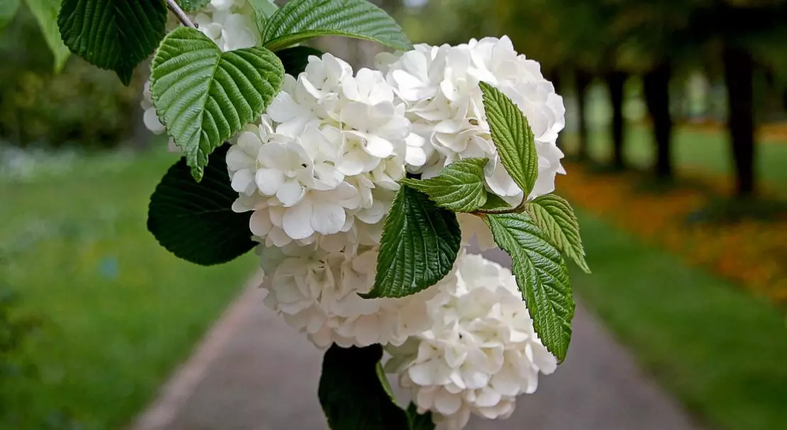 Когда пересаживать калину бульденеж — изображение 22