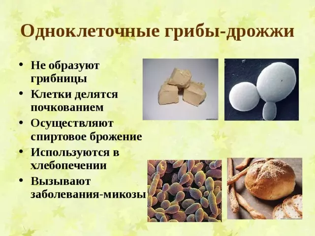 Отдел аскомикота или сумчатые грибы 7 класс — изображение 8