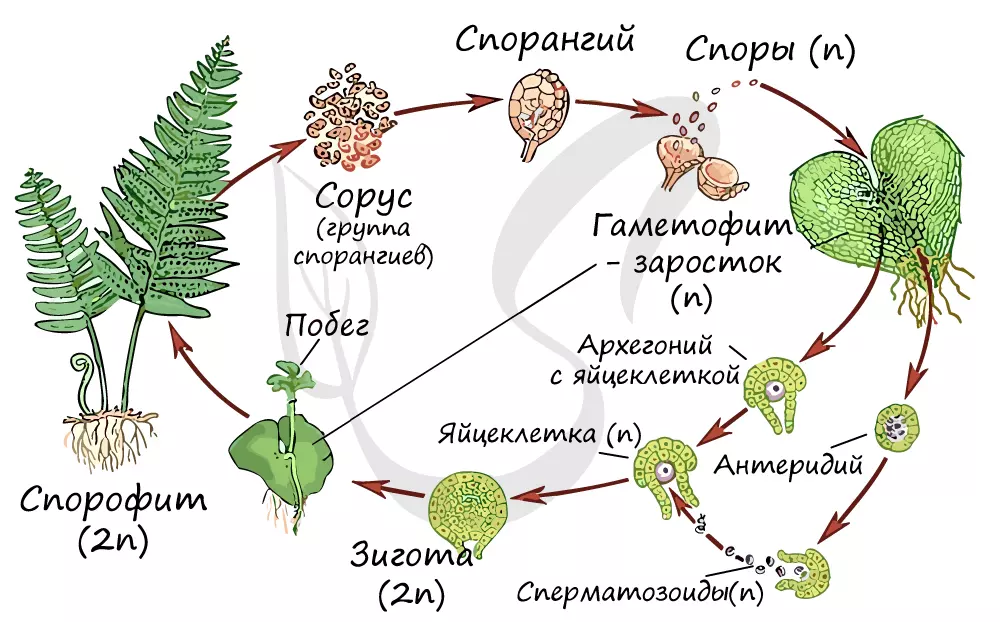 Цикл развития мха и папоротника — изображение 13