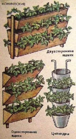 Клубника в ведрах выращивание — изображение 17