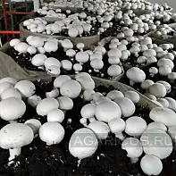 Срок хранения компоста для шампиньонов — изображение 7