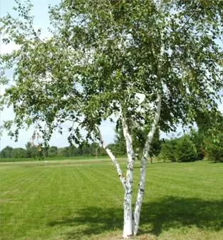 Названия кустарников и трав 2 класс — изображение 14