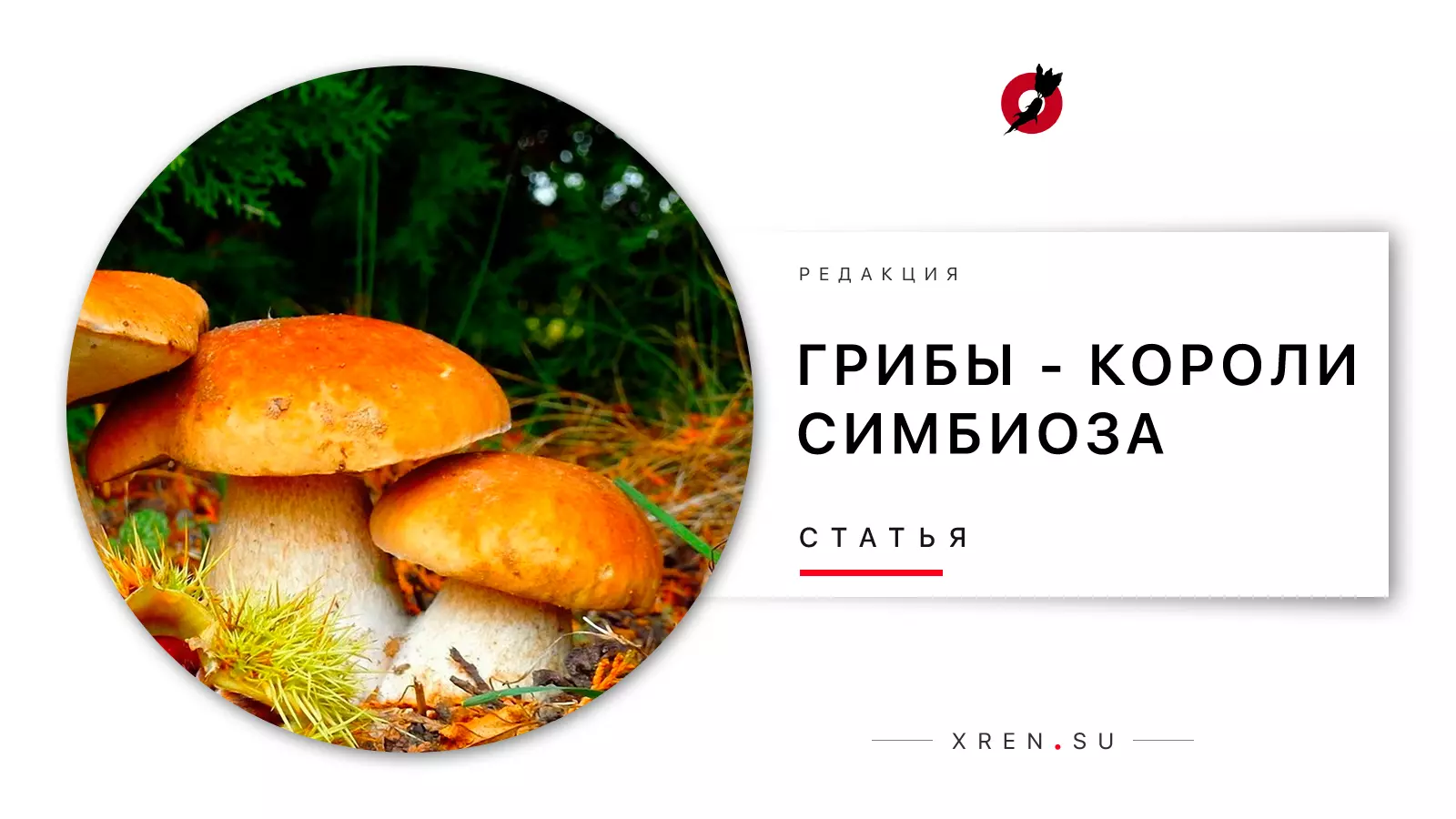 Симбиоз грибов и животных — изображение 9