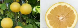 Сорта грейпфрутов с фото — изображение 19