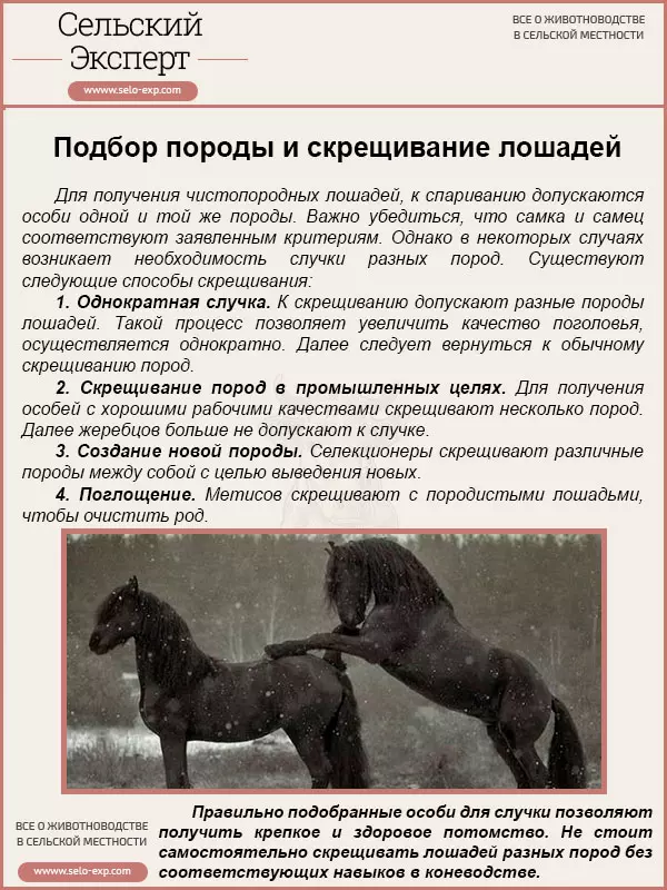 Случка лошадей крупным планом — изображение 14