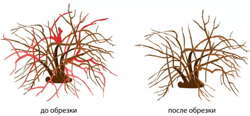 Когда пересаживать калину бульденеж — изображение 42