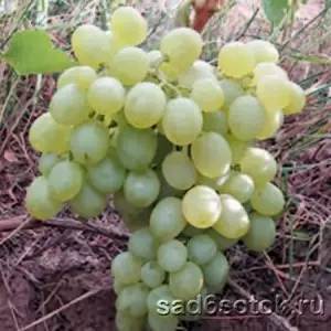 Винные сорта винограда для урала и сибири — изображение 5