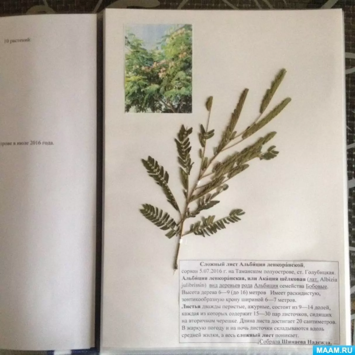 Гербарий по биологии 6 класс образец — изображение 10