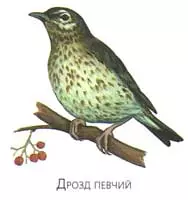 Синицы улетают на зиму в теплые края — изображение 5