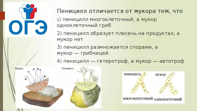Отдел аскомикота или сумчатые грибы 7 класс — изображение 26