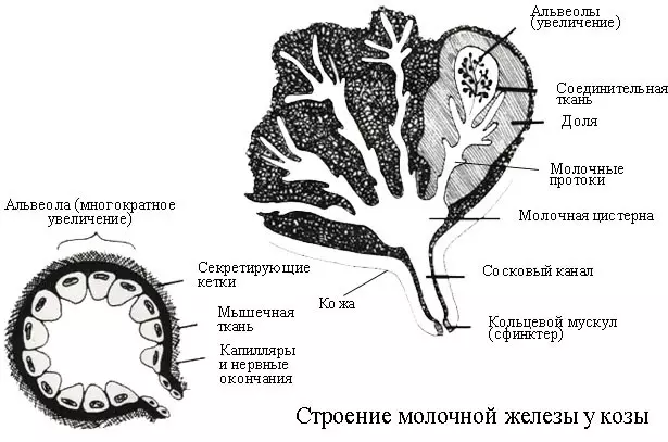 У козы маленькие соски — изображение 7