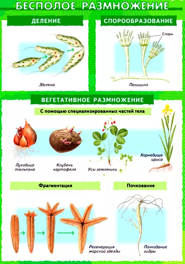 Вегетативное размножение растений таблица — изображение 31