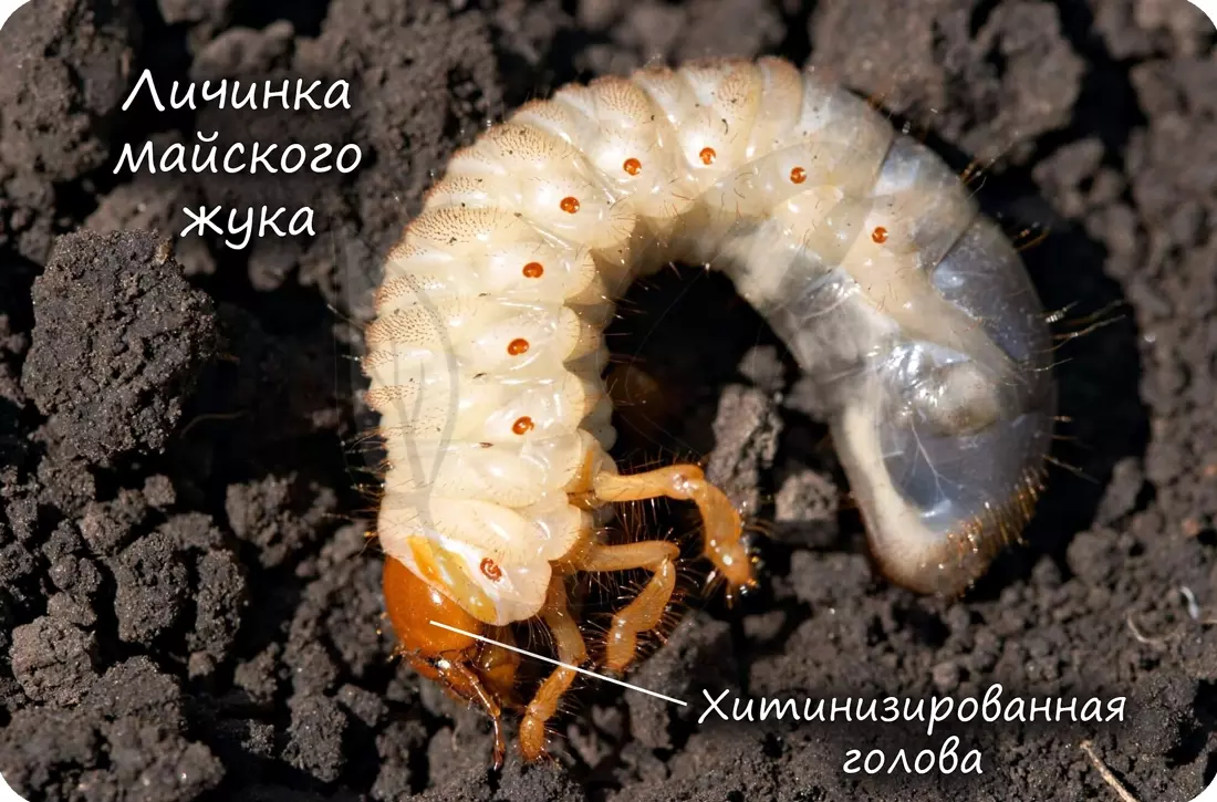 Медведка тип ротового аппарата — изображение 14