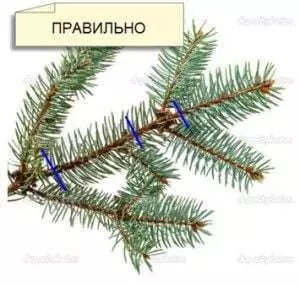 Как остановить рост ели в высоту? — изображение 4