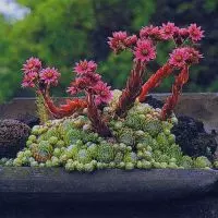 Молодило на зиму укрывать — изображение 22