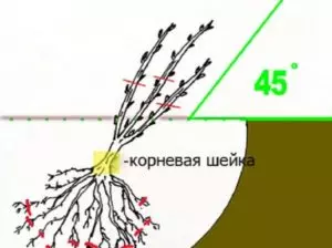 Можно ли пересадить смородину в ноябре — изображение 9