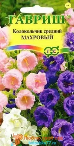 Колокольчик пирамидальный выращивание из семян — изображение 9