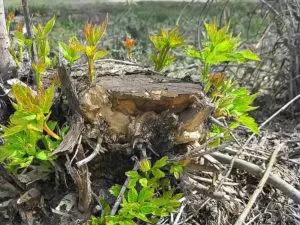 Слива не дающая поросли — изображение 13