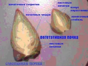 Интересные факты о побегах и почках растений — изображение 4