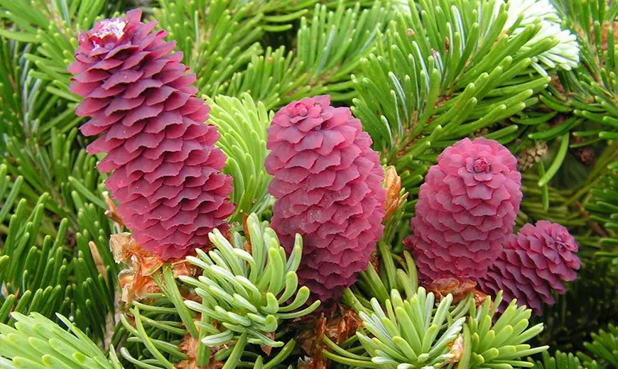 Сообщение на тему хвойные растения 3 класс — изображение 7