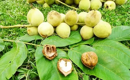 Листья маньчжурского ореха лечебные свойства — изображение 12
