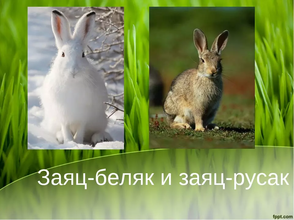 Заяц беляк и заяц русак критерии вида — изображение 2
