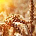Выращивает злак для плова сканворд 7 букв — изображение 33