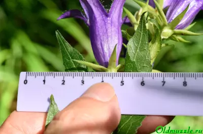 Колокольчик широколистный тип корневой системы — изображение 31