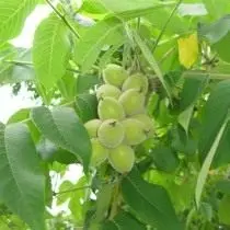 Маньчжурский орех корневая система — изображение 8