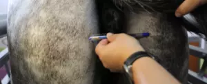 Случка лошадей крупным планом — изображение 10