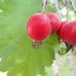 Как избавиться от корней боярышника — изображение 5