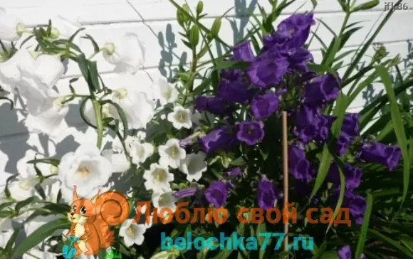 Колокольчик пирамидальный выращивание из семян