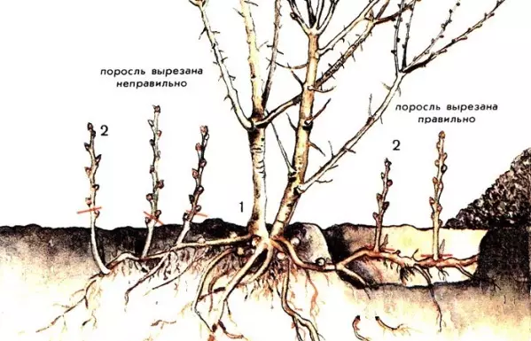 Слива не дающая поросли — изображение 5