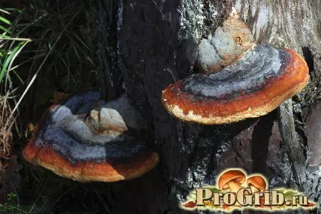Чага и трутовик отличие фото — изображение 4