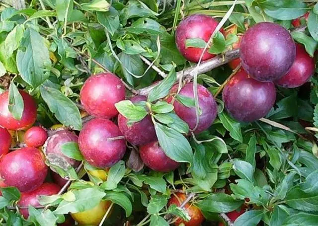 Алыча рубиновая описание сорта фото отзывы — изображение 7