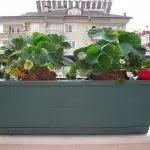 Клубника в ведрах выращивание — изображение 31