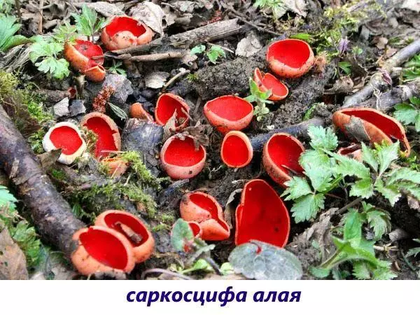 Редкие съедобные грибы фото и названия — изображение 2