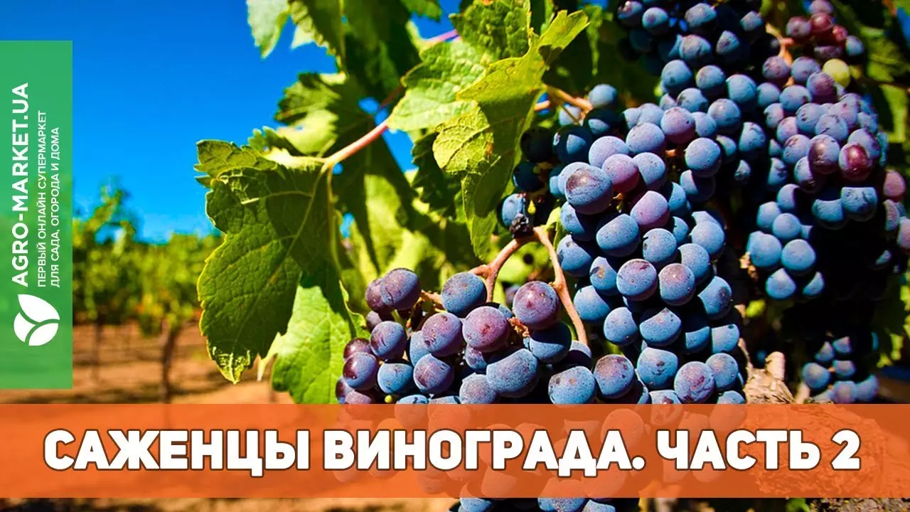 Виноград любава описание сорта фото отзывы — изображение 14