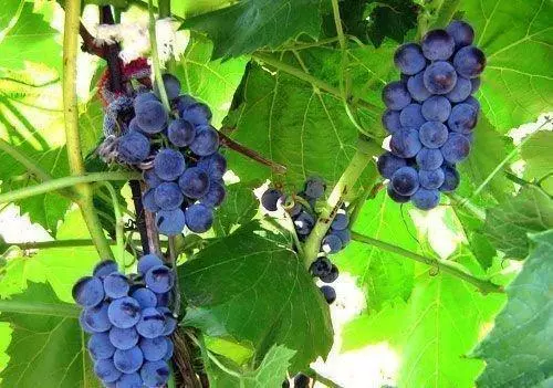 Виноград хасанский сладкий описание сорта фото отзывы — изображение 3